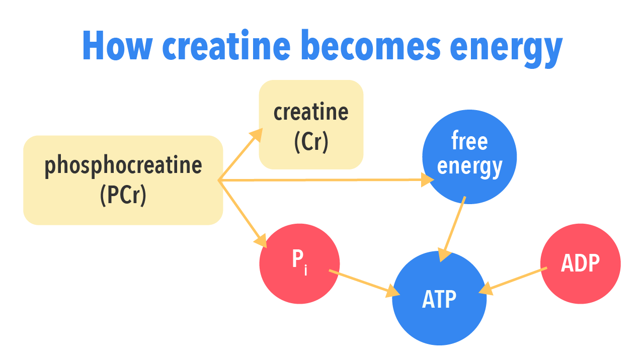 How Creatine Becomes Energy?
